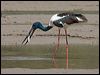 Click here to enter gallery and see photos of Black-necked Stork