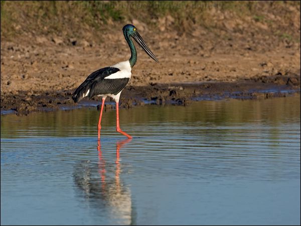 Black-necked Stork black_necked_stork_104452.psd