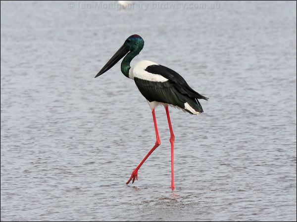 Black-necked Stork black_necked_stork_32529.psd