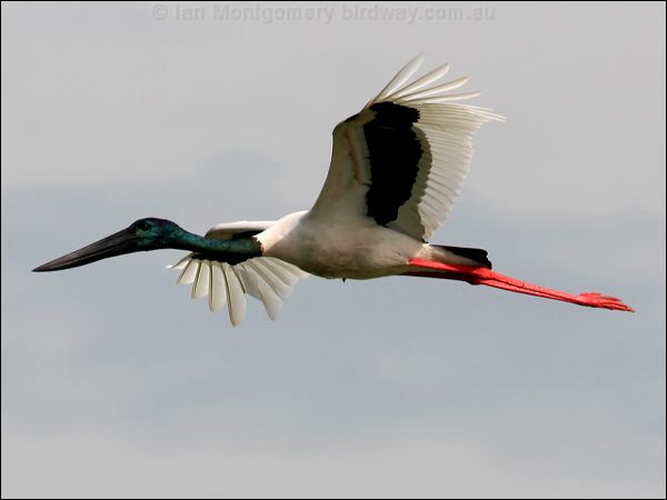 Black-necked Stork black_necked_stork_32778.psd