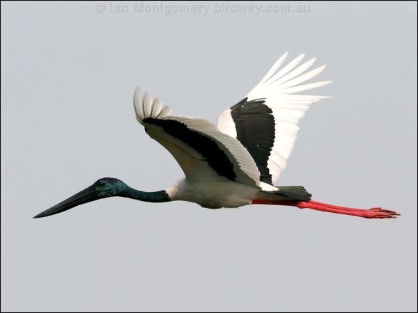 Black-necked Stork black_necked_stork_32780.psd