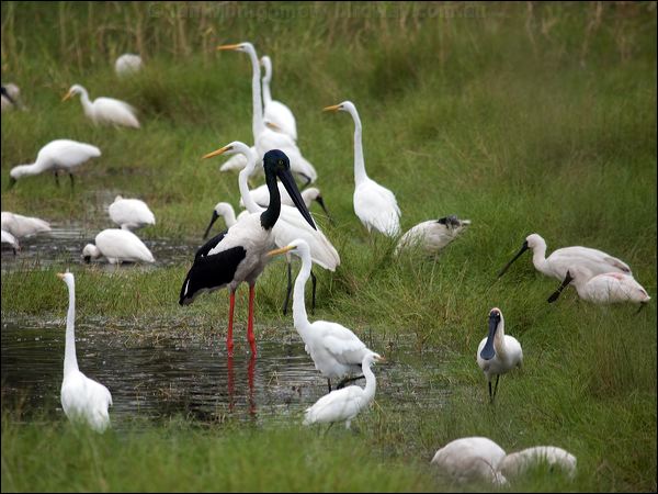 Black-necked Stork black_necked_stork_89927.psd