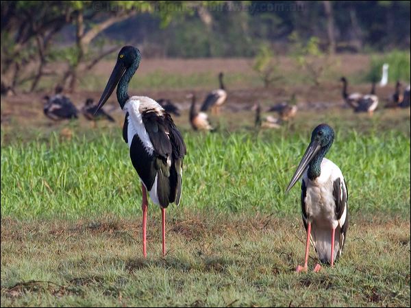 Black-necked Stork black_necked_stork_91783.psd