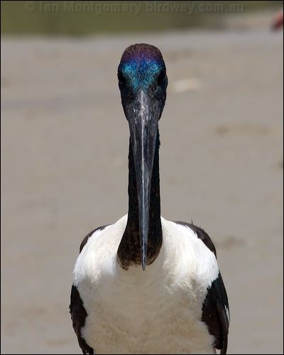 Black-necked Stork black_necked_stork_94193.psd