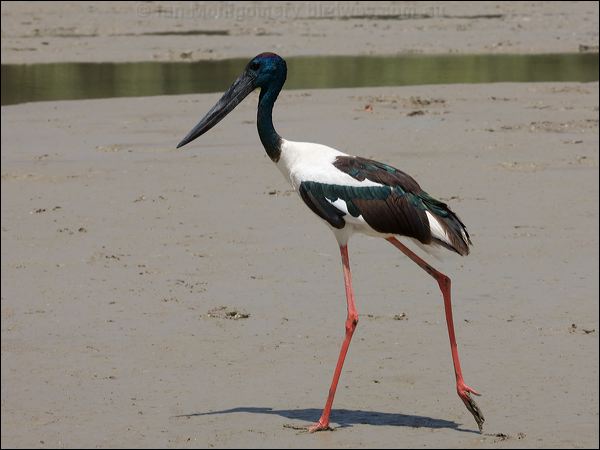 Black-necked Stork black_necked_stork_94198.psd