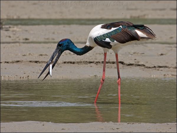 Black-necked Stork black_necked_stork_94229.psd
