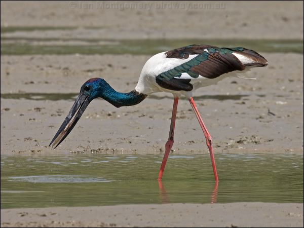 Black-necked Stork black_necked_stork_94241.psd