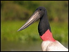Click here to enter gallery and see photos of Jabiru
