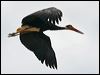 Click here to enter gallery and see photos of Storm's Stork
