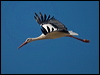 Click here to enter gallery and see photos of White Stork