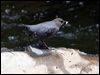 Click here to enter gallery and see photos/pictures/images of American Dipper