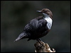 Click here to enter gallery and see photos/pictures/images of White-throated Dipper