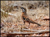 Click here to enter gallery and see photos of: Spotted, Chestnut, Cinnamon and Chestnut-breasted Quail-thrushes