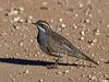Click here to enter Chestnut Quail-thrush photo gallery