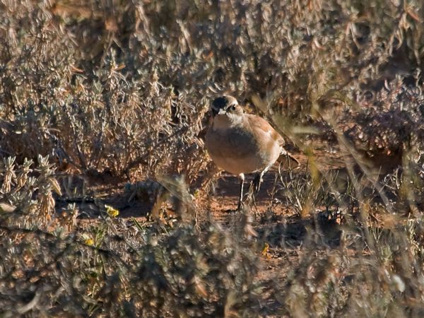 Cinnamon Quail-thrush cinnamonquailthrush_214667.psd