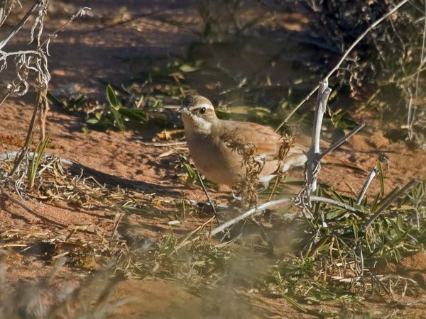 Cinnamon Quail-thrush cinnamonquailthrush_214713.psd