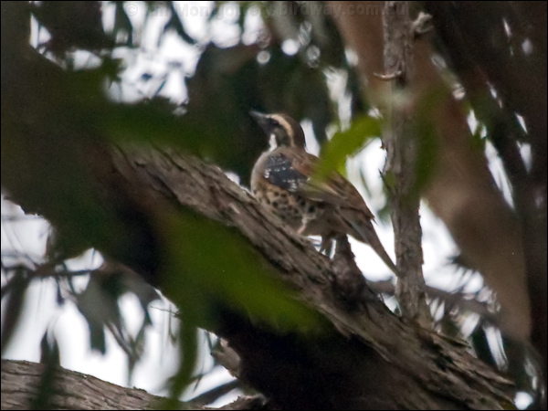 Spotted Quail-thrush spotted_quailthrush_164086.psd