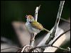 Click here to enter gallery and see photos/pictures/images of Common Tailorbird