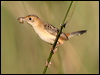 Click here to enter gallery and see photos/pictures/images of Golden-headed Cisticola