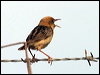 Click here to enter gallery and see photos of: Levaillant's, Zitting and Golden-headed Cisticolas; Yellow-bellied, Plain, Ashy and Karoo Prinias.