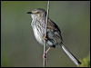 Click here to enter gallery and see photos/pictures/images of Karoo Prinia