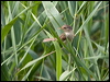 Click here to enter gallery and see photos/pictures/images of Plain Prinia