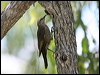 Click here to enter gallery and see photos/pictures/images of Brown Treecreeper