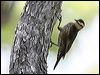 Click here to enter gallery and see photos of: White-throated, White-browed, Red-browed, Brown, Black-tailed and Rufos Treecreepers
