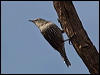 Click here to enter gallery and see photos/pictures/images of White-browed Treecreeper