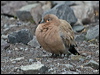 Click here to enter gallery and see photos of Black-winged Ground Dove