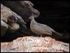 Click here to enter gallery and see photos of Chestnut-quilled Rock-Pigeon