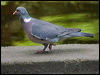 Click here to enter gallery and see photos of Common Wood Pigeon