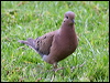 Click here to enter gallery and see photos of Eared Dove