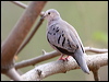 Click here to enter gallery and see photos of Ecuadorian Ground Dove