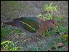 Click here to enter gallery and see photos of Brown-capped/Pacific Emerald Dove