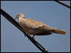 Click here to enter gallery and see photos of Eurasian Collared Dove