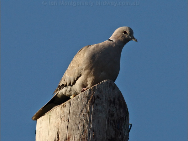 Eurasian Collared Dove eur_collared_dove_84041.psd