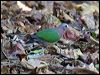 Click here to enter gallery and see photos of Grey-capped/Common Emerald Dove