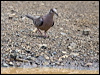 Click here to enter gallery and see photos of Inca Dove