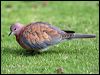 Click here to enter gallery and see photos of Laughing Dove