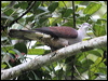 Click here to enter gallery and see photos of Mountain Imperial Pigeon