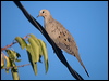 mourning_dove_108849