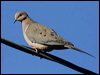 Click here to enter gallery and see photos of Mourning Dove