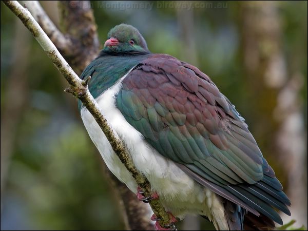 New Zealand Pigeon new_zealand_pigeon_121887.psd