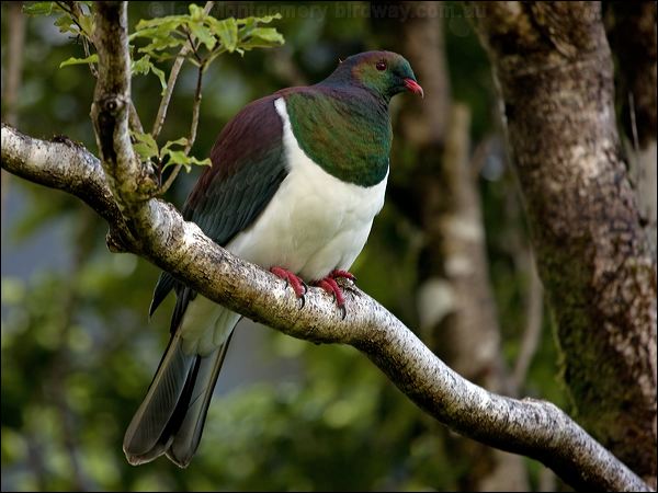 New Zealand Pigeon new_zealand_pigeon_121893.psd
