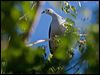 Click here to enter gallery and see photos of Pacific Imperial Pigeon