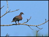 pale_vented_pigeon_202598