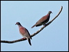 Click here to enter gallery and see photos of Pale-vented Pigeon
