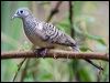 Click here to enter gallery and see photos of Peaceful Dove