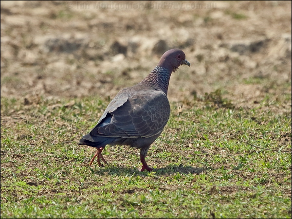 Picazuro Pigeon picazuro_pigeon_202507.psd